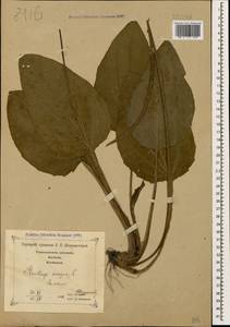 Plantago major L., Caucasus, Georgia (K4) (Georgia)