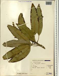 Mangifera indica L., South Asia, South Asia (Asia outside ex-Soviet states and Mongolia) (ASIA) (Iran)