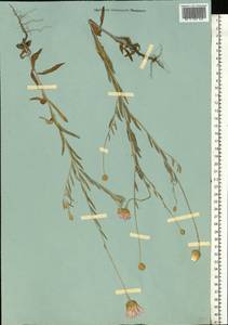 Xeranthemum annuum L., Eastern Europe, Lower Volga region (E9) (Russia)