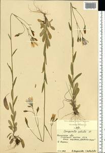 Campanula patula L., Eastern Europe, Central region (E4) (Russia)