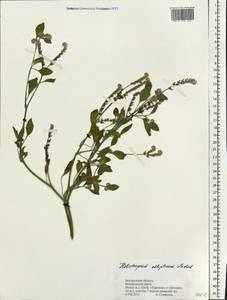 Heliotropium ellipticum Ledeb., Eastern Europe, Central forest-and-steppe region (E6) (Russia)