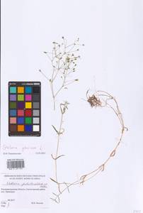 Stellaria graminea L., Eastern Europe, North-Western region (E2) (Russia)