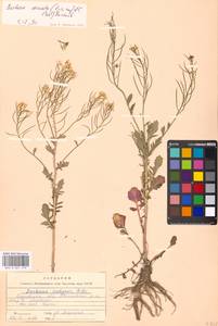 Barbarea vulgaris W. T. Aiton, Eastern Europe, Moscow region (E4a) (Russia)