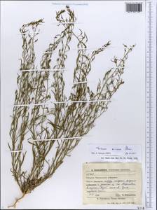 Thesium ramosum Hayne, Eastern Europe, South Ukrainian region (E12) (Ukraine)