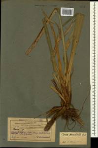 Carex pendula Huds., Caucasus, Azerbaijan (K6) (Azerbaijan)