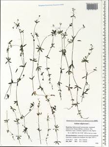 Galium uliginosum L., Siberia, Baikal & Transbaikal region (S4) (Russia)