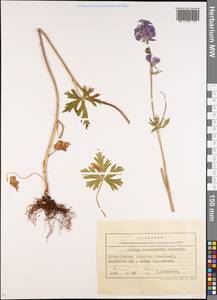 Aconitum nemorum Popov, Middle Asia, Northern & Central Tian Shan (M4) (Kyrgyzstan)