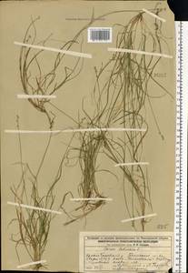 Carex loliacea L., Eastern Europe, Volga-Kama region (E7) (Russia)