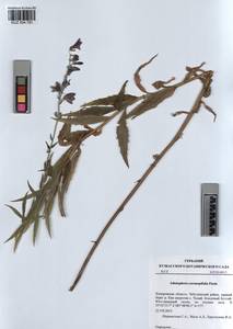 KUZ 004 791, Adenophora gmelinii subsp. gmelinii, Siberia, Altai & Sayany Mountains (S2) (Russia)