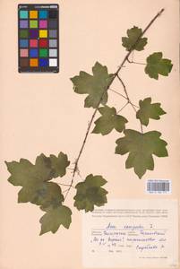 Acer campestre L., Eastern Europe, Central forest-and-steppe region (E6) (Russia)