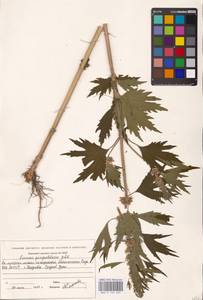 MHA 0 154 693, Leonurus quinquelobatus Gilib., Eastern Europe, Eastern region (E10) (Russia)