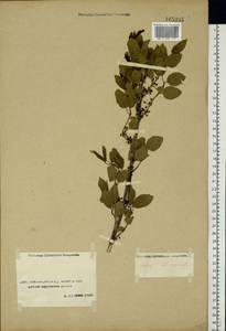Rhamnus cathartica L., Middle Asia, Caspian Ustyurt & Northern Aralia (M8) (Kazakhstan)