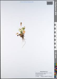 Primula modesta var. matsumurae (Petitm.) Takeda, Siberia, Russian Far East (S6) (Russia)