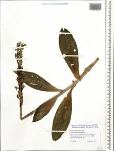 Orchis punctulata Steven ex Lindl., Caucasus, Black Sea Shore (from Novorossiysk to Adler) (K3) (Russia)