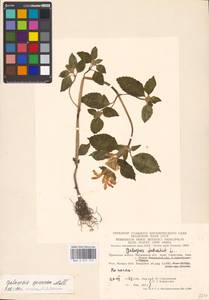 Galeopsis speciosa Mill., Eastern Europe, Moscow region (E4a) (Russia)