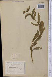 Erigeron speciosus (Lindl.) DC., America (AMER) (United States)