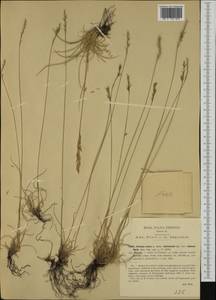 Festuca trachyphylla (Hack.) Hack., Western Europe (EUR) (Italy)