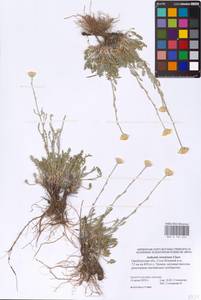 Archanthemis trotzkiana (Claus ex Bunge) Lo Presti & Oberpr., Eastern Europe, Eastern region (E10) (Russia)