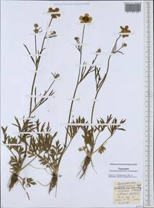 Ranunculus sewerzowii Regel, Middle Asia, Karakum (M6) (Turkmenistan)