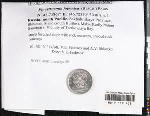 Forsstroemia japonica (Besch.) Paris, Bryophytes, Bryophytes - Russian Far East (excl. Chukotka & Kamchatka) (B20) (Russia)