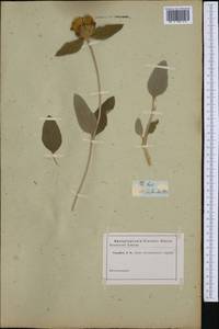 Phlomis fruticosa L., Western Europe (EUR) (Not classified)