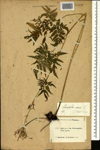 Chaerophyllum aureum L., Caucasus, Krasnodar Krai & Adygea (K1a) (Russia)