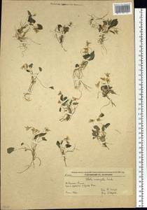 Viola variegata Fisch. ex Link, Siberia, Russian Far East (S6) (Russia)