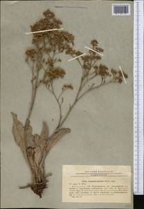 Limonium gmelinii (Willd.) Kuntze, Middle Asia, Muyunkumy, Balkhash & Betpak-Dala (M9) (Kazakhstan)