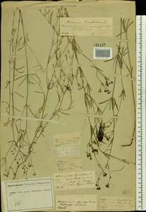 Cynanchica tinctoria (L.) Fourr., Eastern Europe, Central forest-and-steppe region (E6) (Russia)