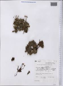 Saxifraga oppositifolia subsp. smalliana (Engl. & Irmsch.) Hult., America (AMER) (Canada)