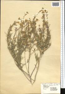Malcolmia grandiflora (Bunge) Kuntze, Middle Asia, Kopet Dag, Badkhyz, Small & Great Balkhan (M1) (Turkmenistan)