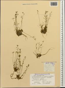 Draba siliquosa M.Bieb., Caucasus, North Ossetia, Ingushetia & Chechnya (K1c) (Russia)