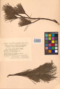 Pinus pumila (Pall.) Regel, Siberia, Russian Far East (S6) (Russia)