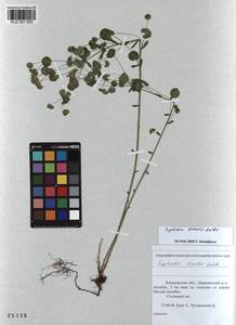 KUZ 001 625, Euphorbia borealis Baikov, Siberia, Altai & Sayany Mountains (S2) (Russia)