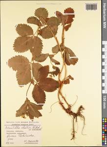 Potentilla elatior Willd. ex Schltdl., Caucasus, Georgia (K4) (Georgia)