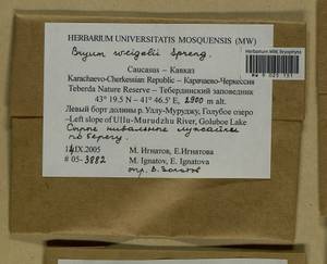 Ptychostomum weigelii (Biehler) J.R. Spence, Bryophytes, Bryophytes - North Caucasus & Ciscaucasia (B12) (Russia)