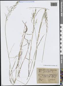 Poa palustris L., Siberia, Western (Kazakhstan) Altai Mountains (S2a) (Kazakhstan)