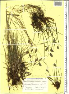 Alopecurus ponticus K.Koch, Caucasus, North Ossetia, Ingushetia & Chechnya (K1c) (Russia)