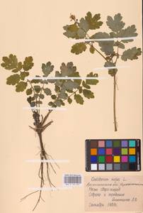 Chelidonium majus L., Eastern Europe, Northern region (E1) (Russia)