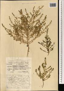 Grubovia melanoptera (Bunge) Freitag & G. Kadereit, Mongolia (MONG) (Mongolia)