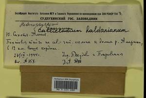 Callicladium haldaneanum (Grev.) H.A. Crum, Bryophytes, Bryophytes - Russian Far East (excl. Chukotka & Kamchatka) (B20) (Russia)