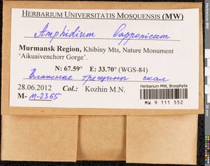 Amphidium lapponicum (Hedw.) Schimp., Bryophytes, Bryophytes - Karelia, Leningrad & Murmansk Oblasts (B4) (Russia)