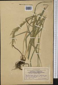 Bromus inermis Leyss., Middle Asia, Western Tian Shan & Karatau (M3) (Kazakhstan)