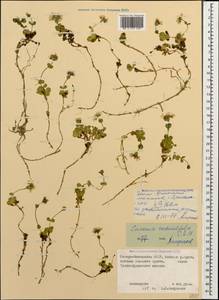 Noccaea germanii Al-Shehbaz, Caucasus, North Ossetia, Ingushetia & Chechnya (K1c) (Russia)