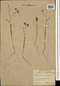 Delphinium consolida subsp. divaricatum (Ledeb.) A. Nyár., Crimea (KRYM) (Russia)