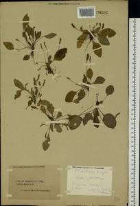Plantago major L., Eastern Europe, Central forest region (E5) (Russia)