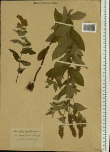 Mentha longifolia (L.) Huds., Eastern Europe, Central forest-and-steppe region (E6) (Russia)