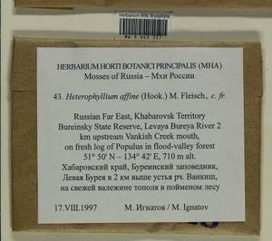 Heterophyllium nemorosum (W.D.J. Koch ex Brid.) Kindb., Bryophytes, Bryophytes - Russian Far East (excl. Chukotka & Kamchatka) (B20) (Russia)