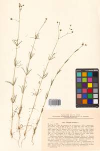 Spergula arvensis L., Siberia, Russian Far East (S6) (Russia)