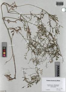 KUZ 005 117, Rorippa sylvestris (L.) Besser, Siberia, Altai & Sayany Mountains (S2) (Russia)